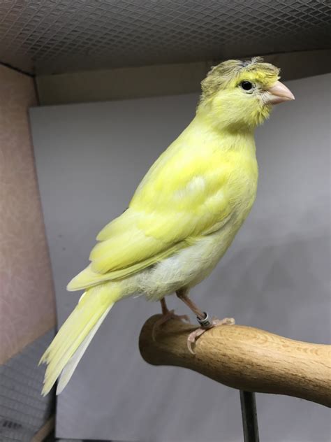 Saint Charles. . Canary for sale